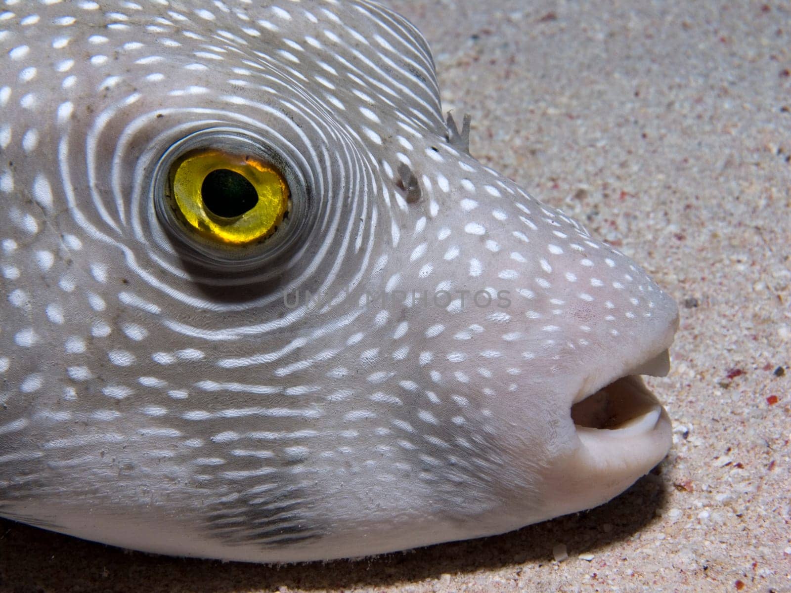 the yellow of the eye in the pufferfish