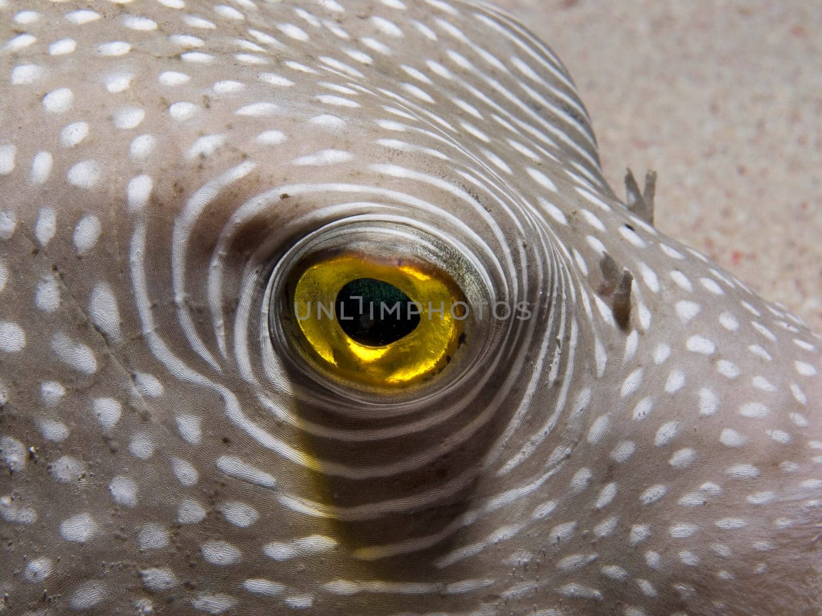 the yellow of the eye in the pufferfish