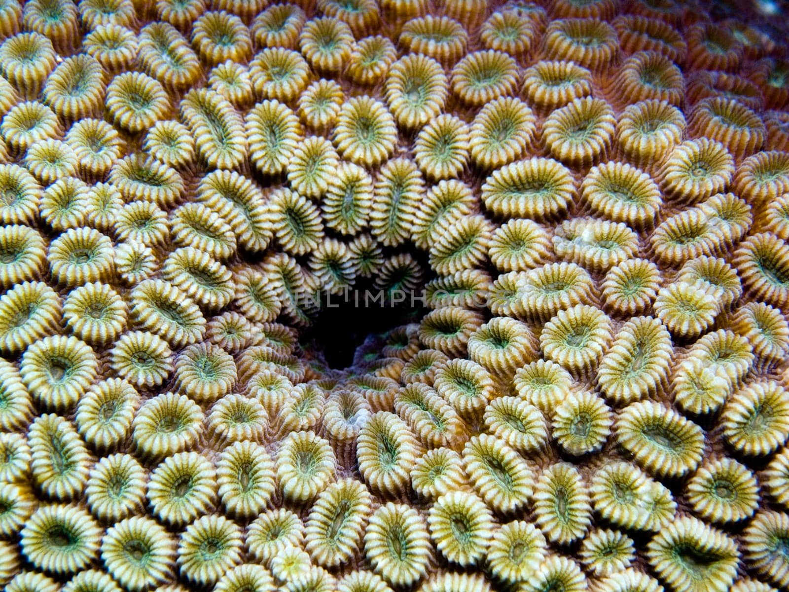 black hole in stony coral