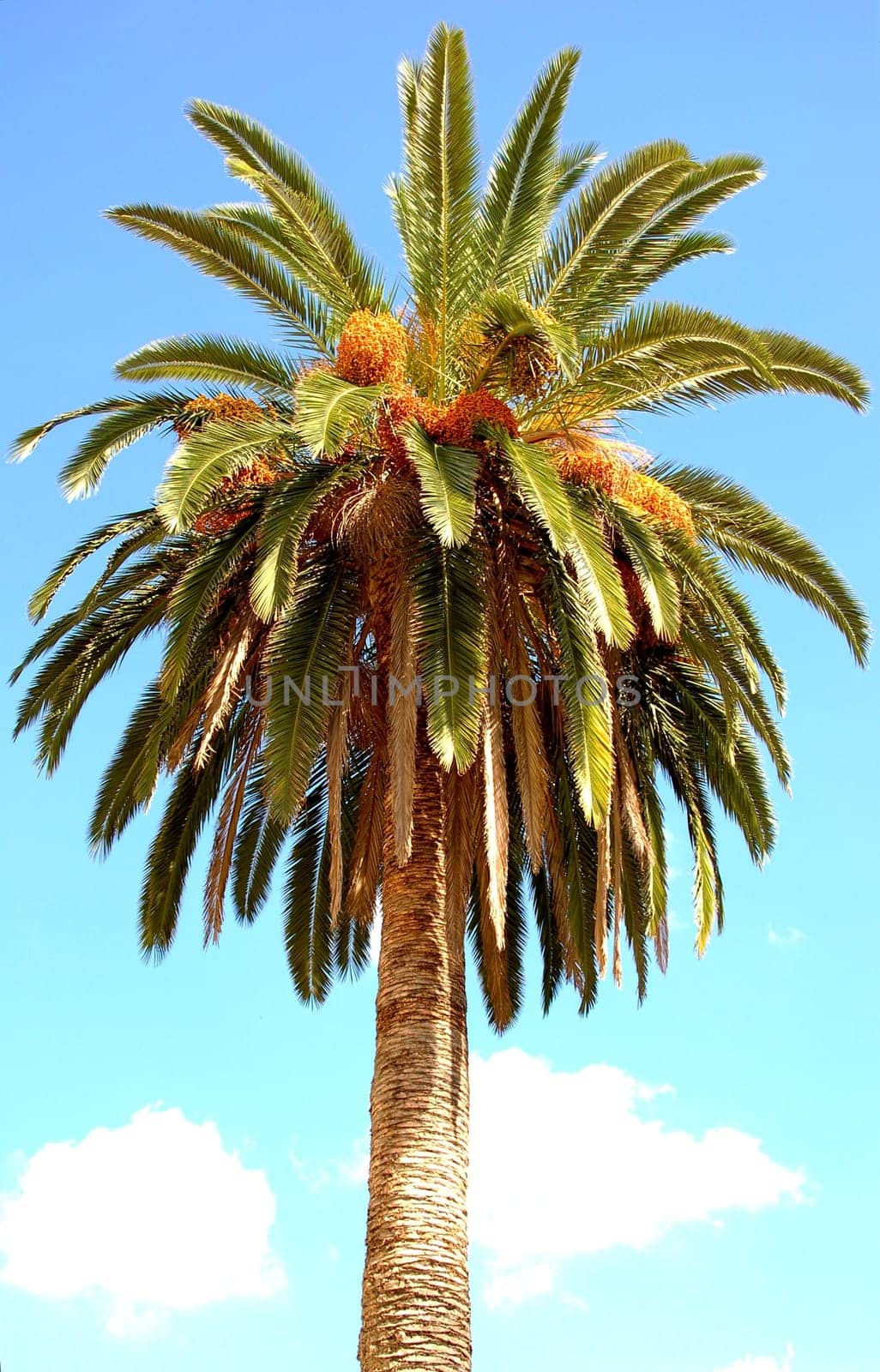The palm tree would not be photographed in the Caribbean,but in Naples (Italy)