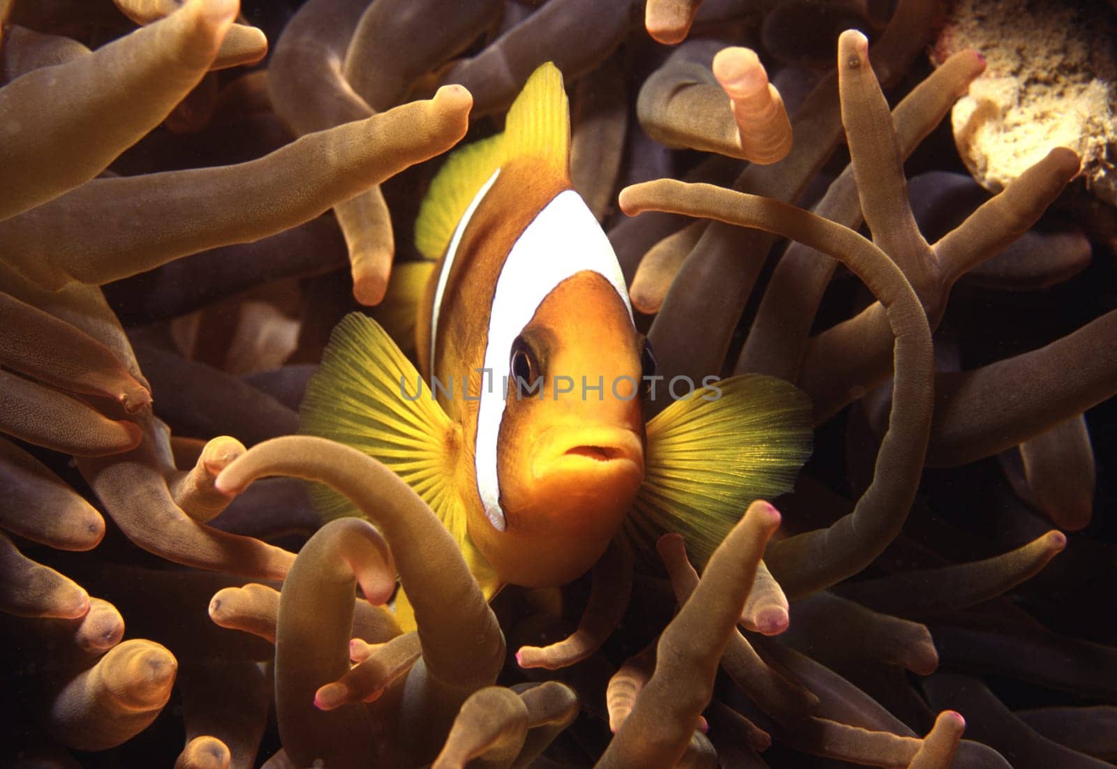 Clownfish in anemone