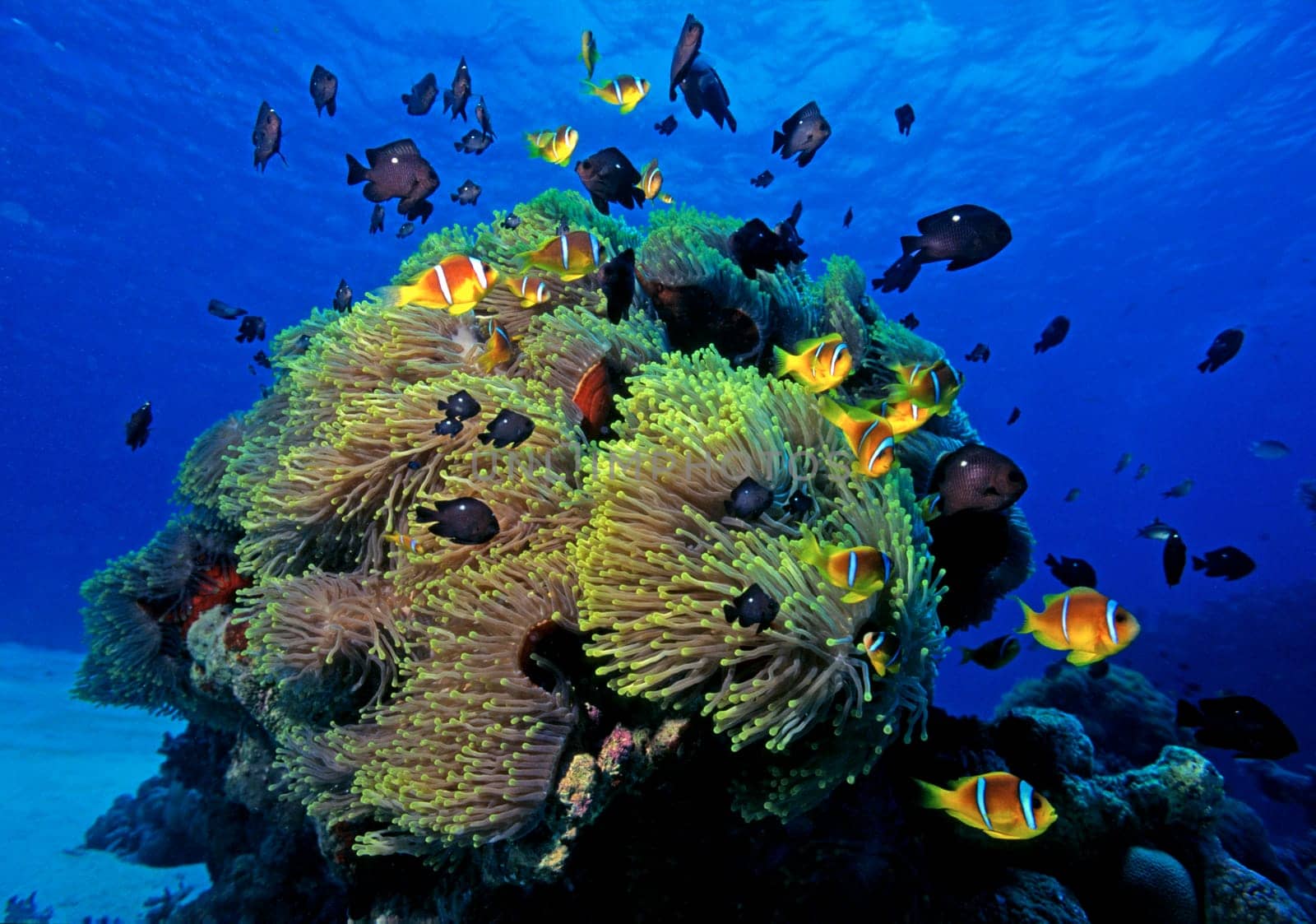 Clownfish with sea anemones