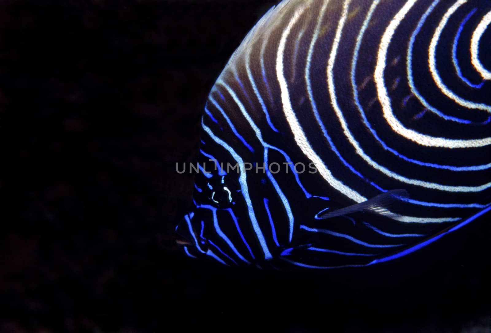 Emperor Angelfish