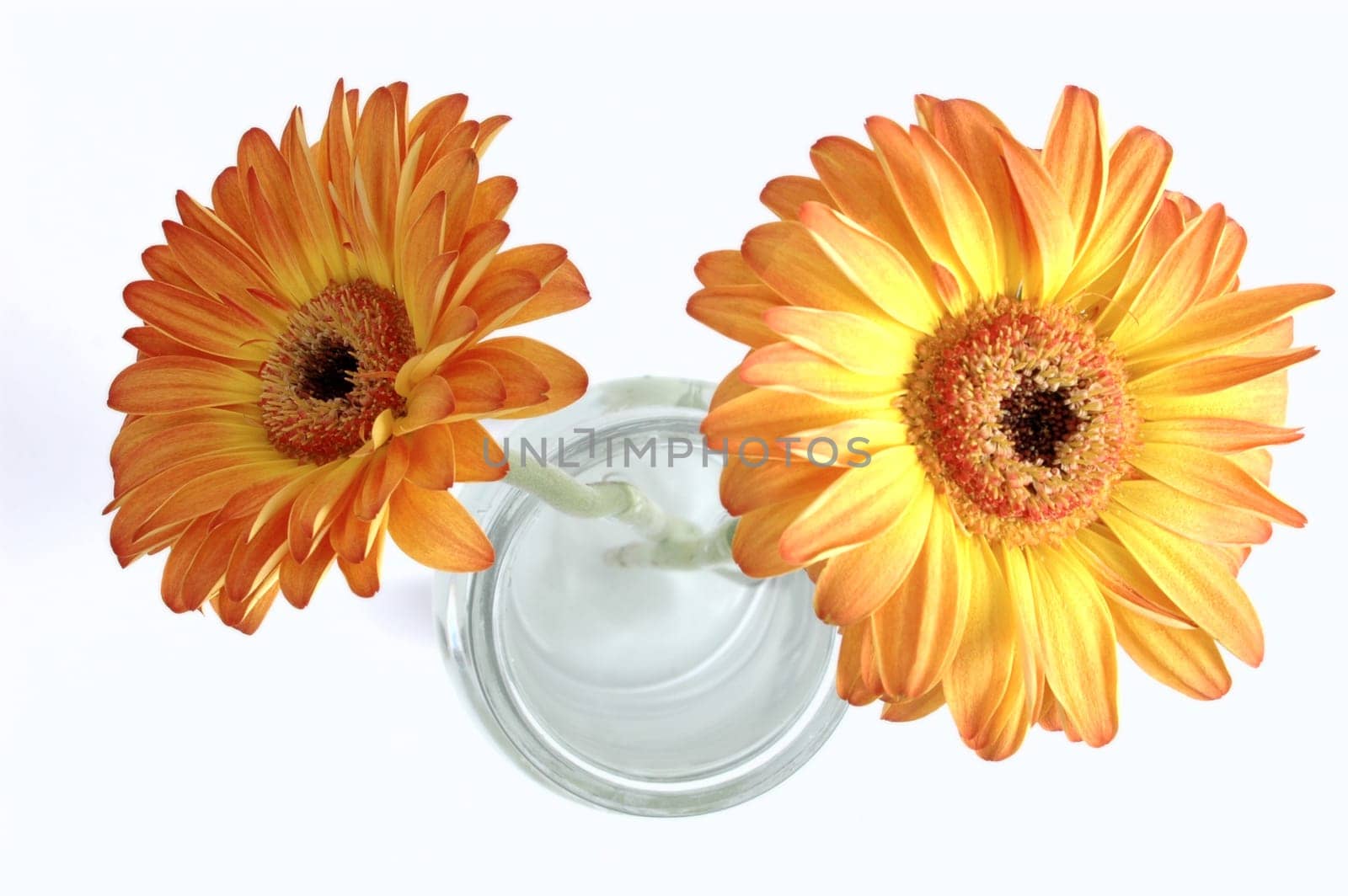 Double Flower
