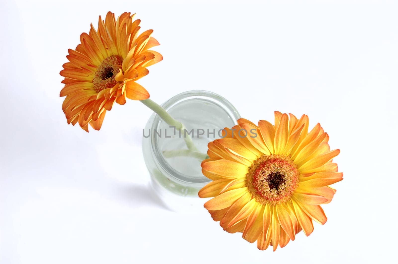 Two gerberas