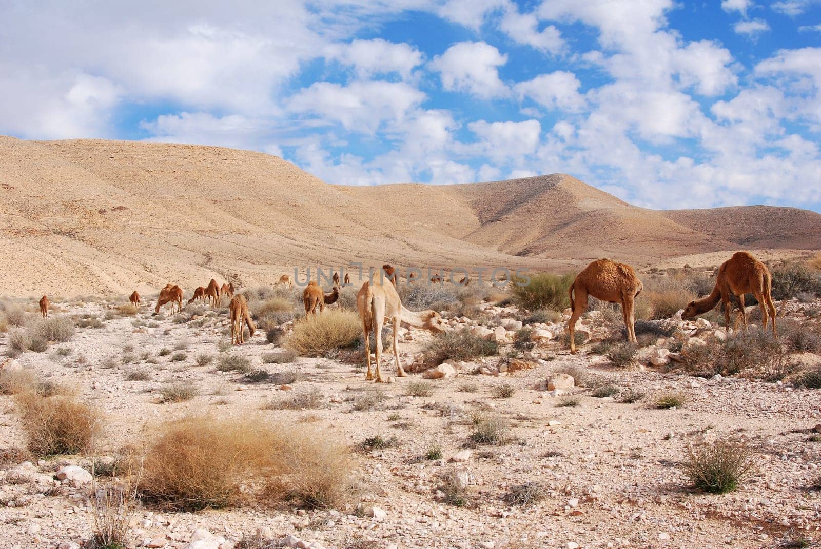 Camels in the desert