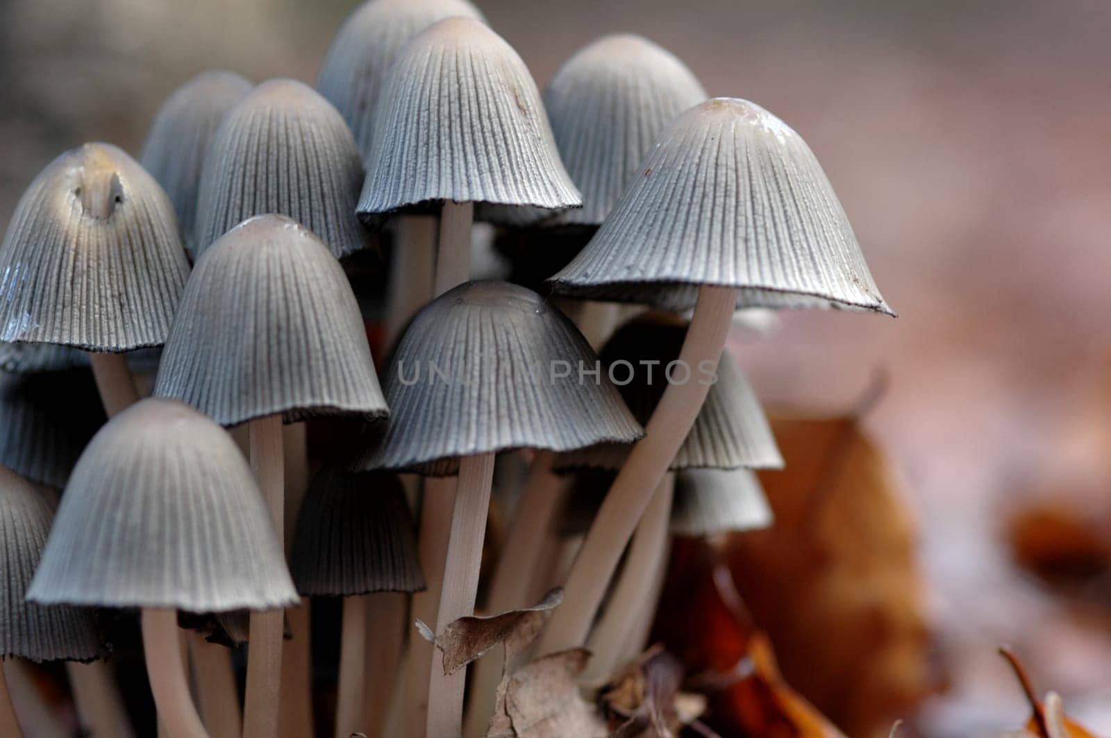 Unfortunately I don't know which mushrooms these are?!  Maybe one of you?