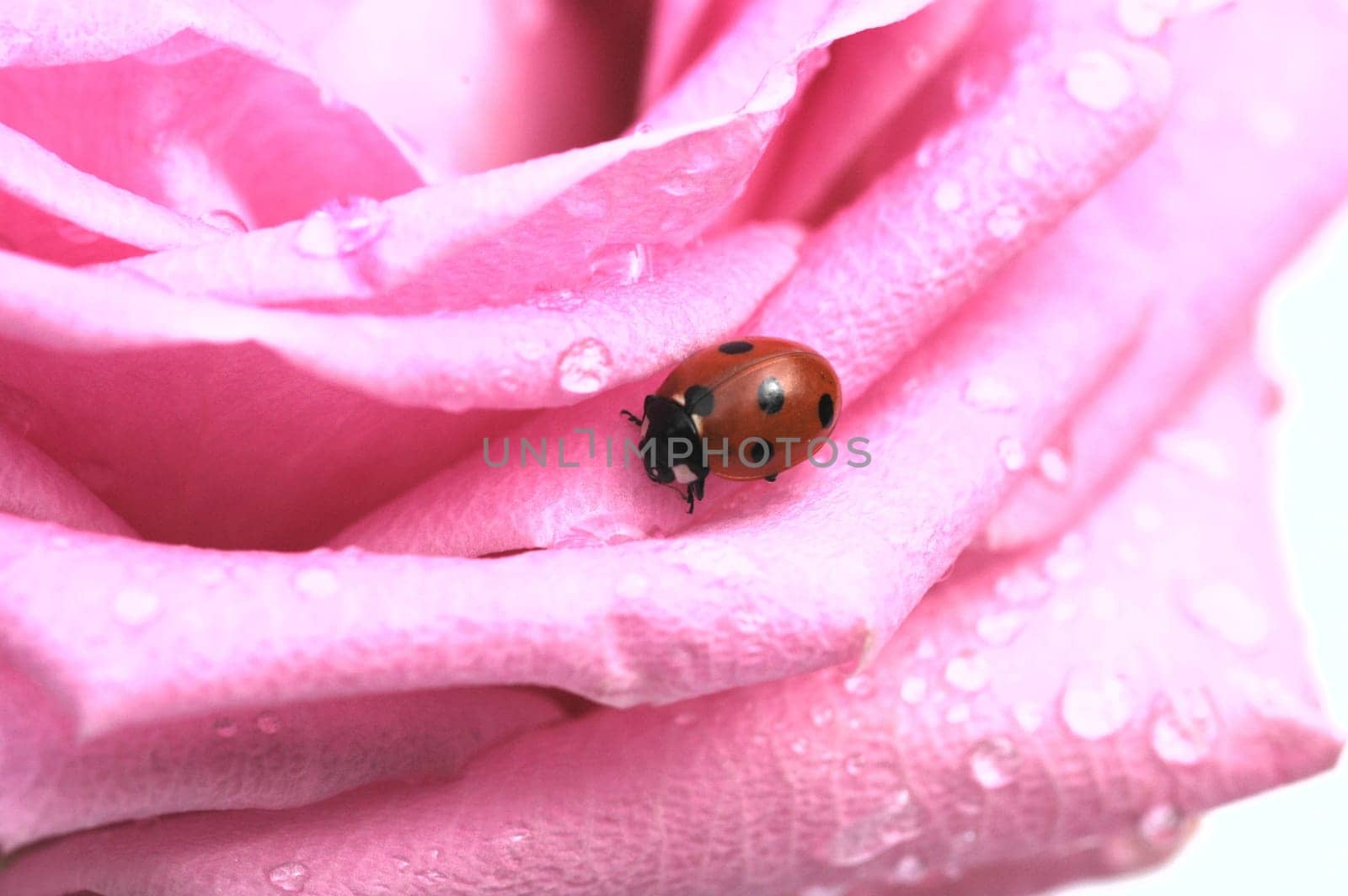 Pink Red