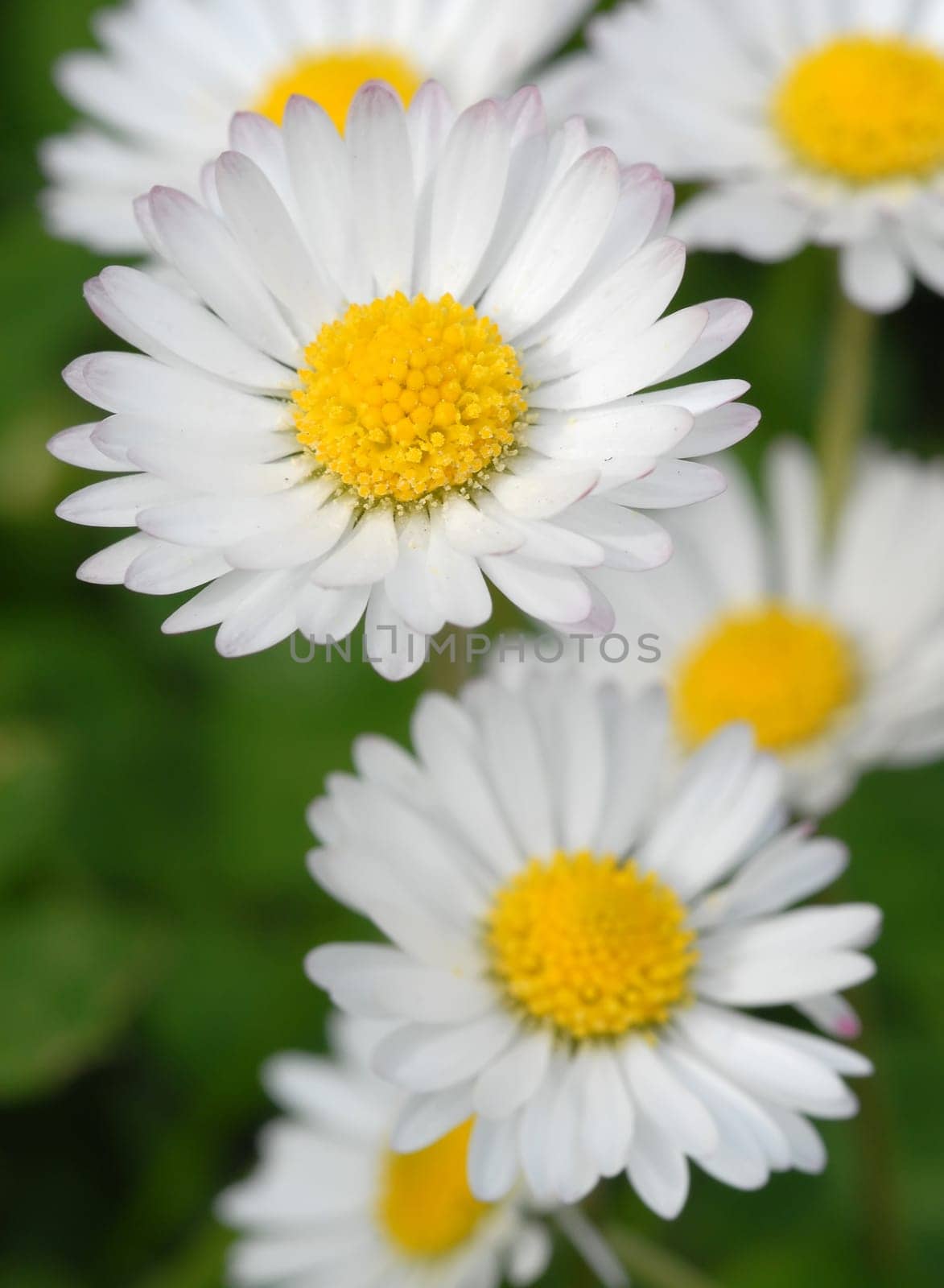 Daisies in summer