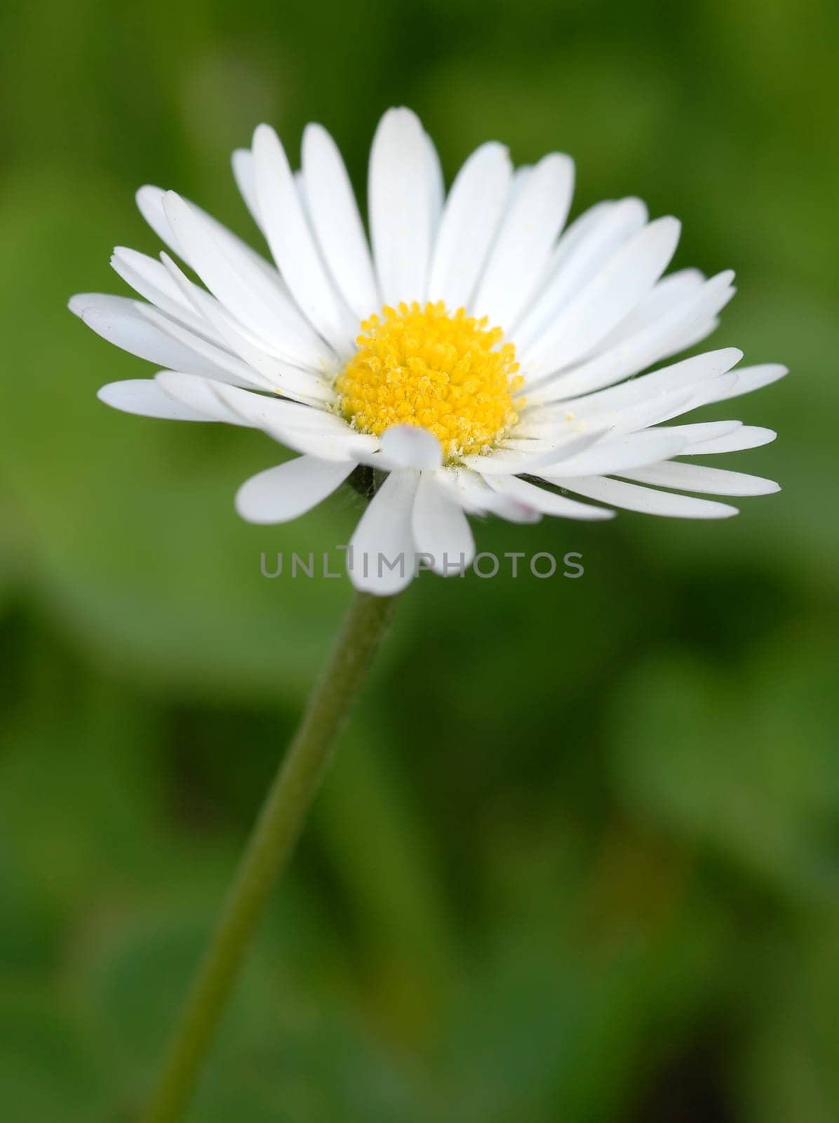 Daisies in summer