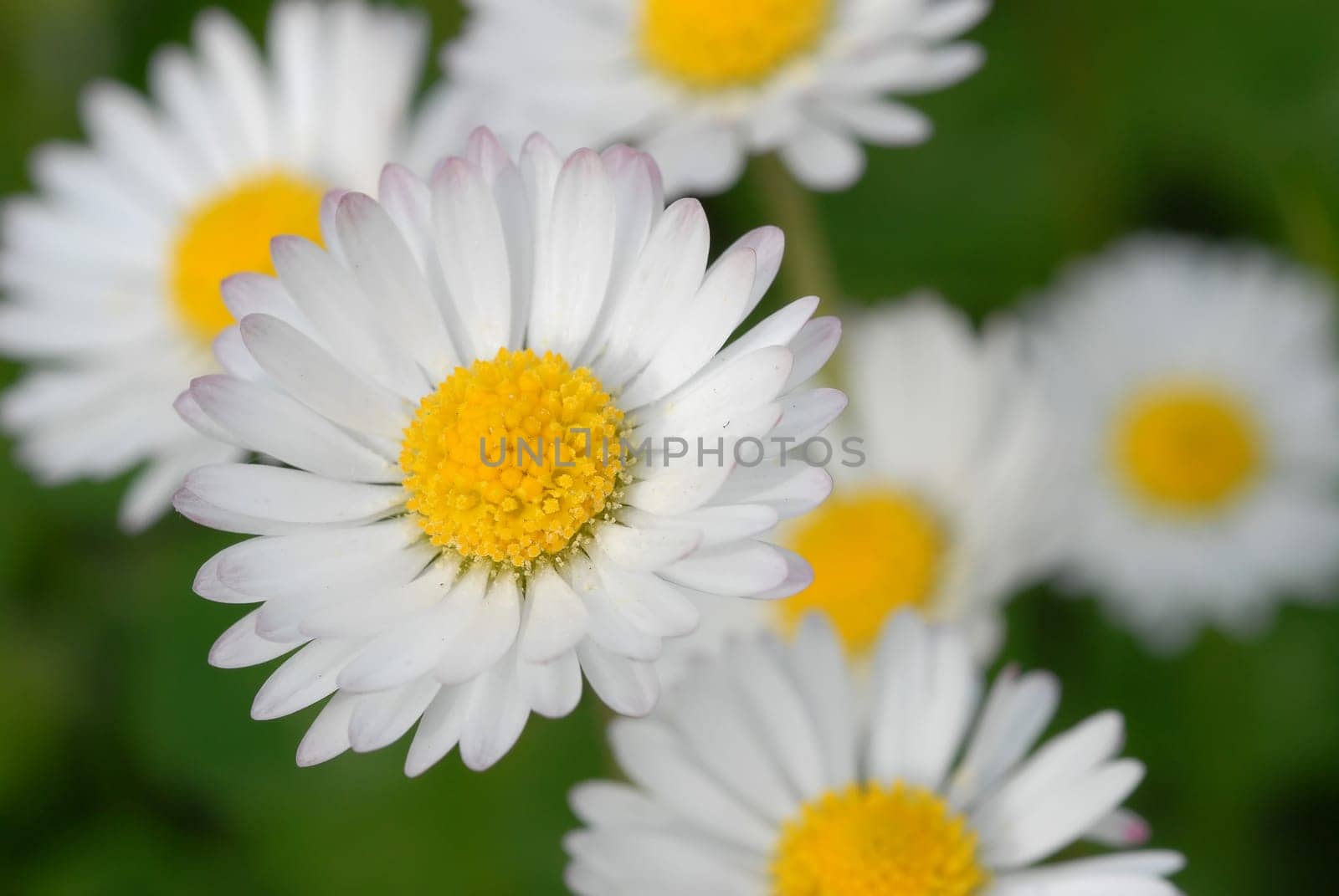 Daisies in summer