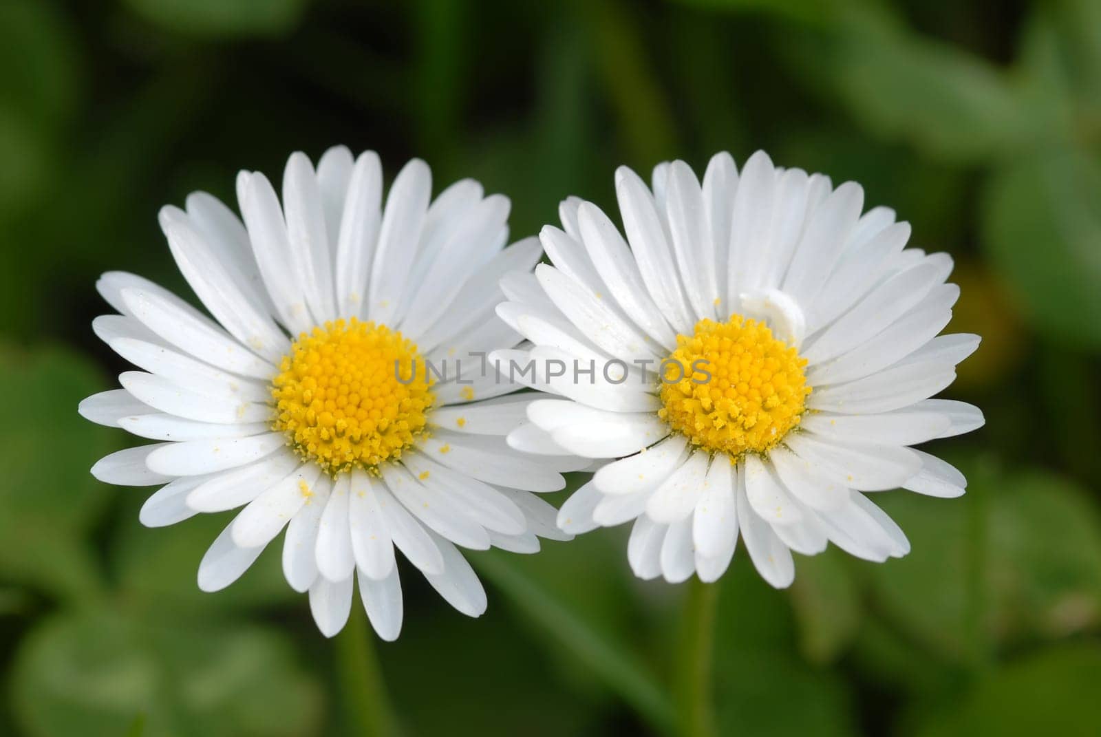 Daisies in summer