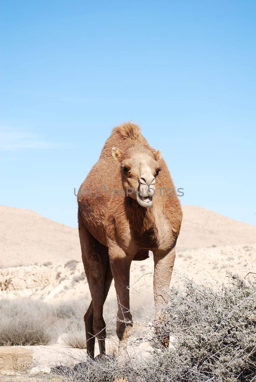 Camel