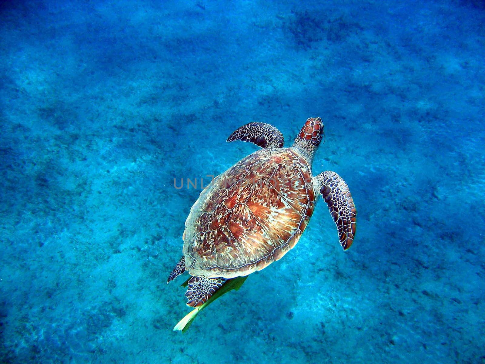 Green sea turtle