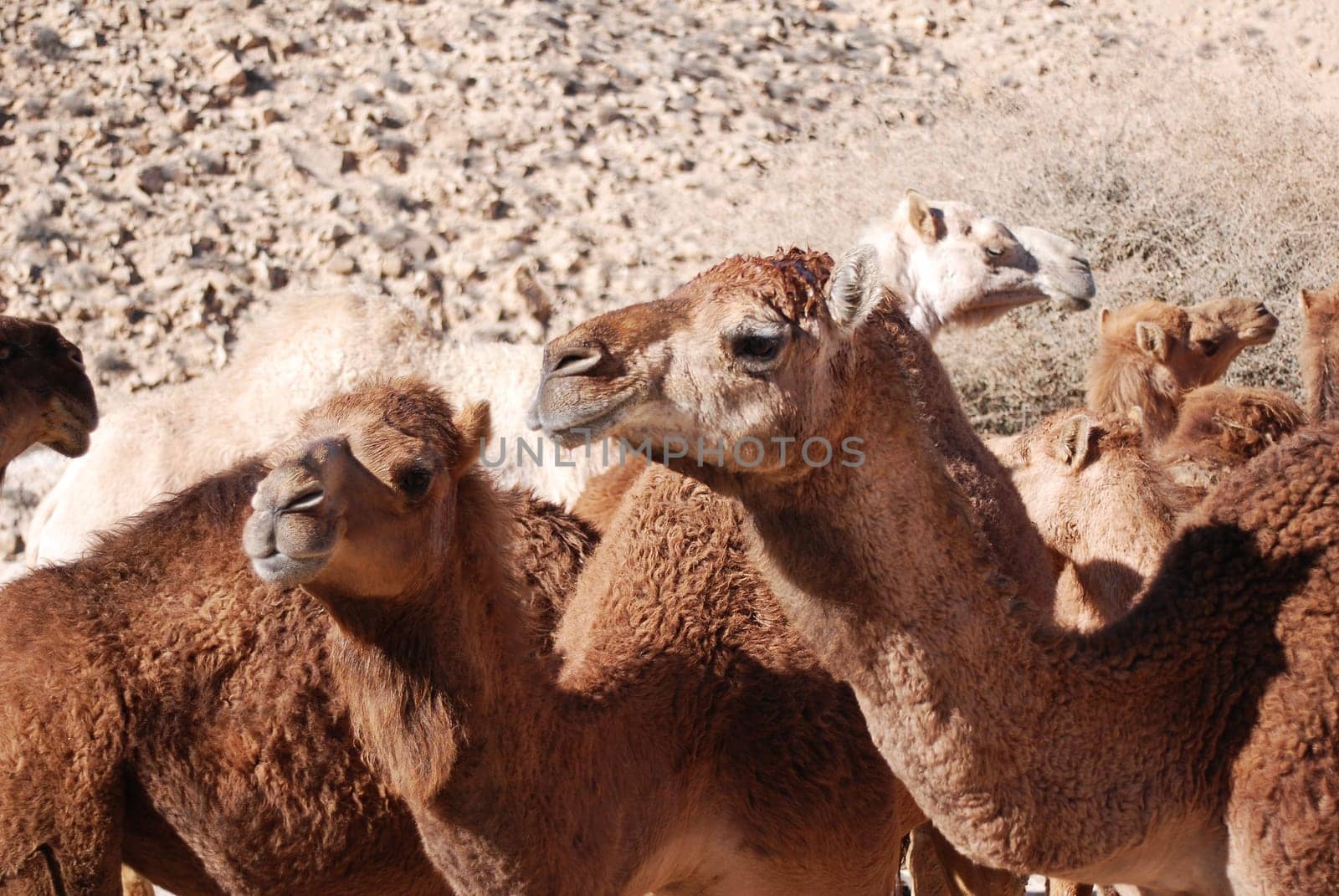 Camels in the desert