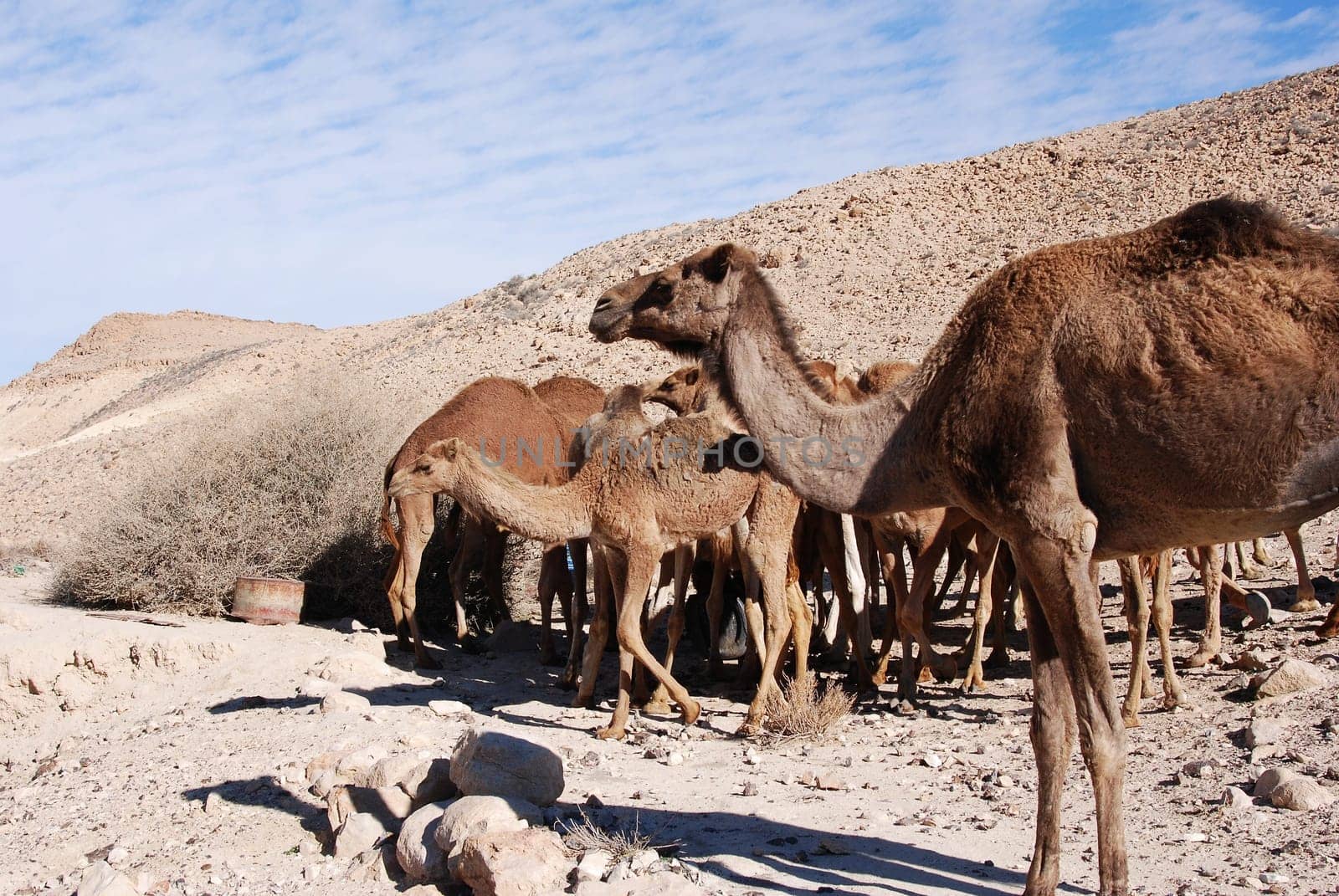 Camels in the desert