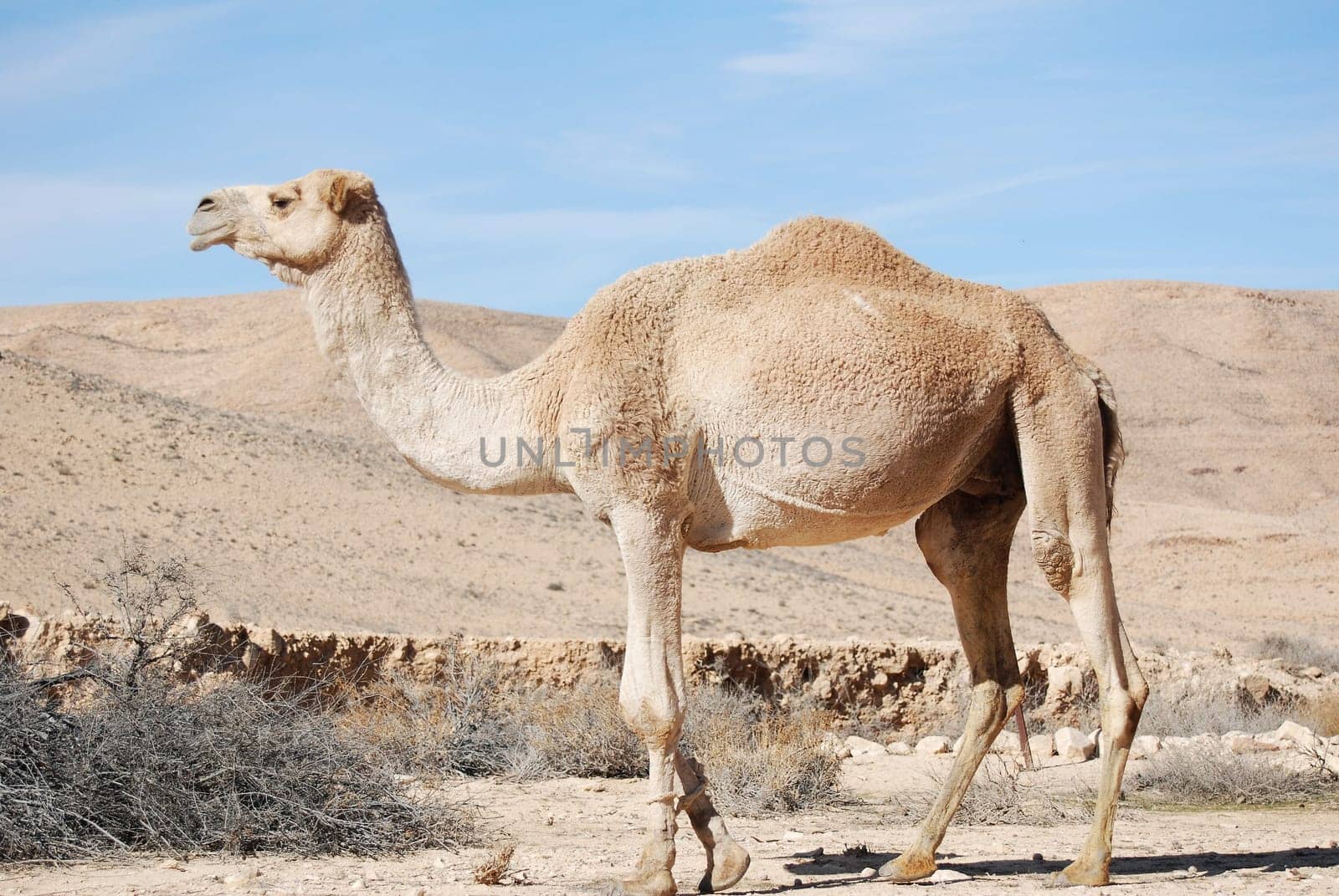 Camel