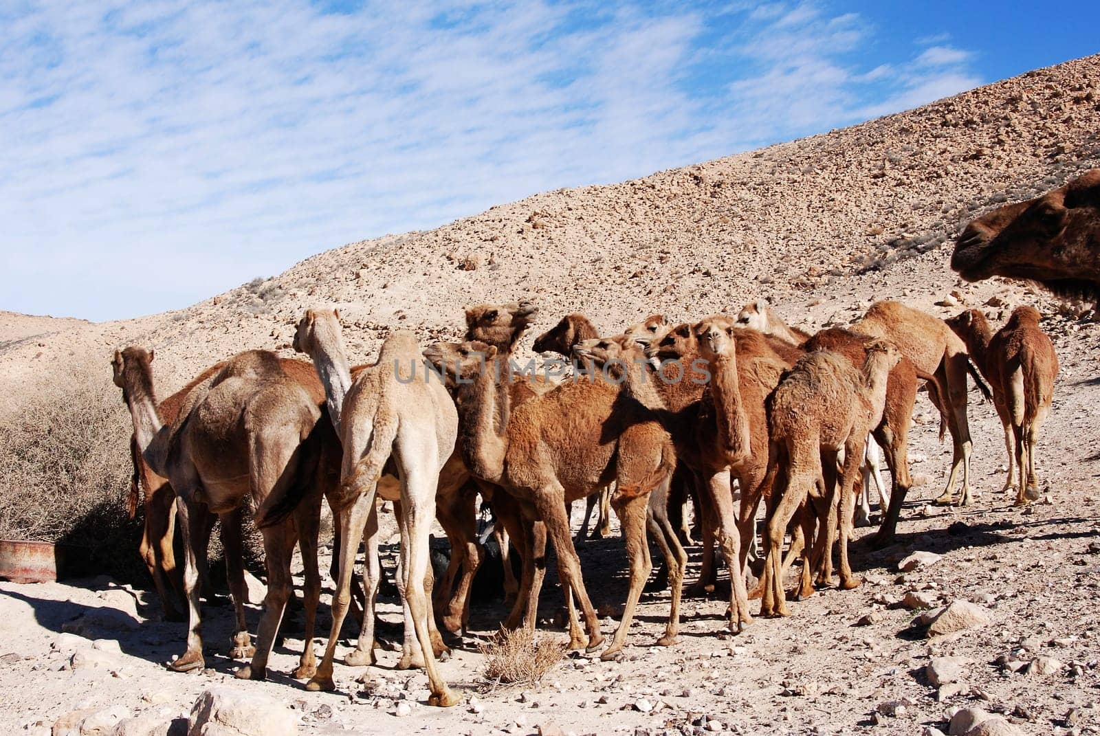 Camels