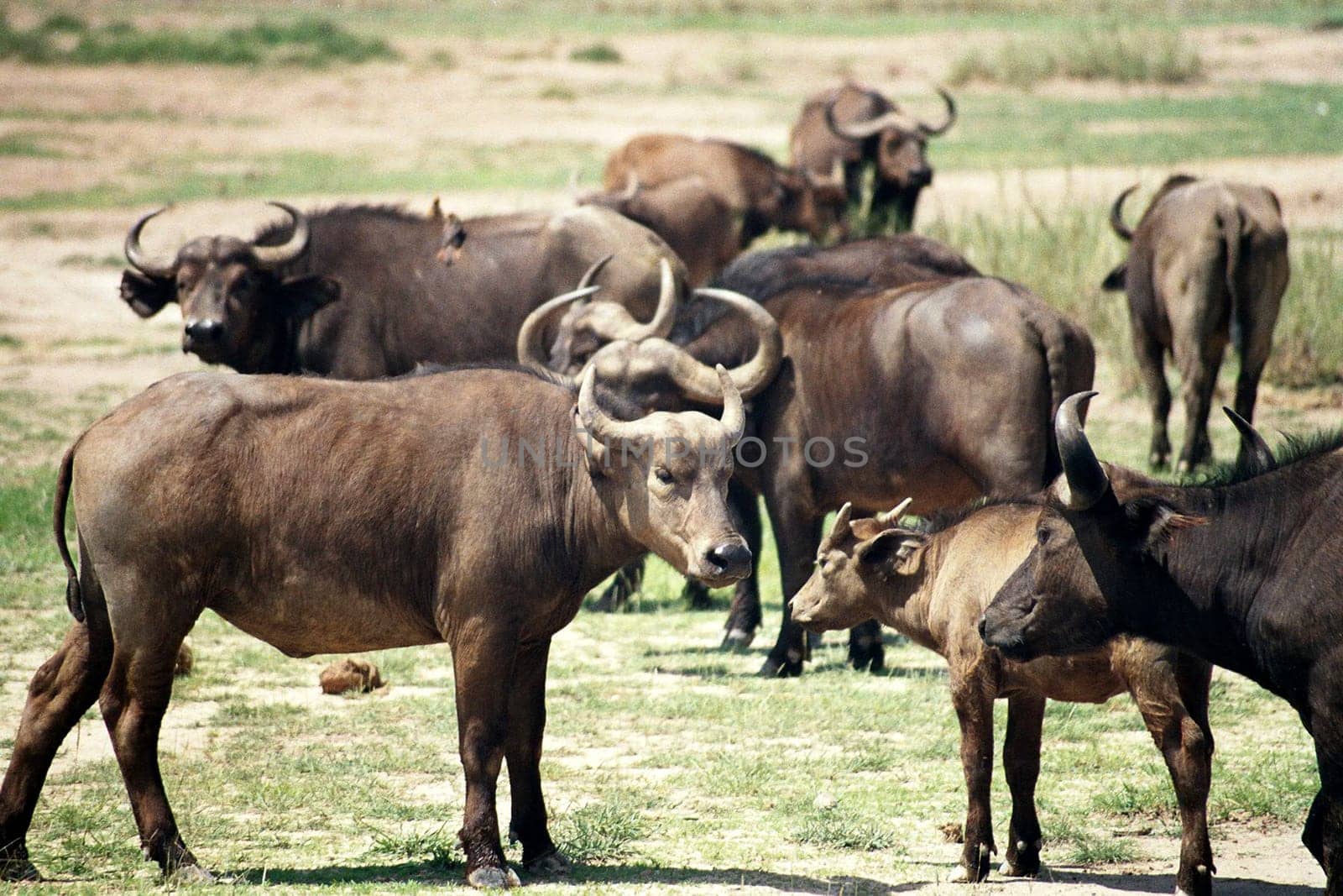 Water buffalo