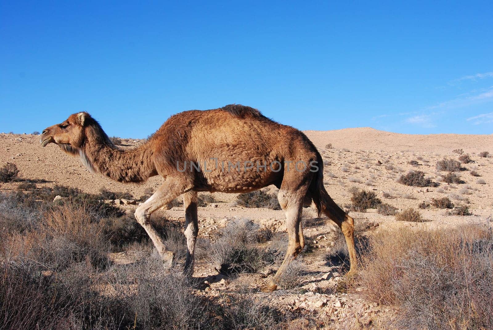 Camel