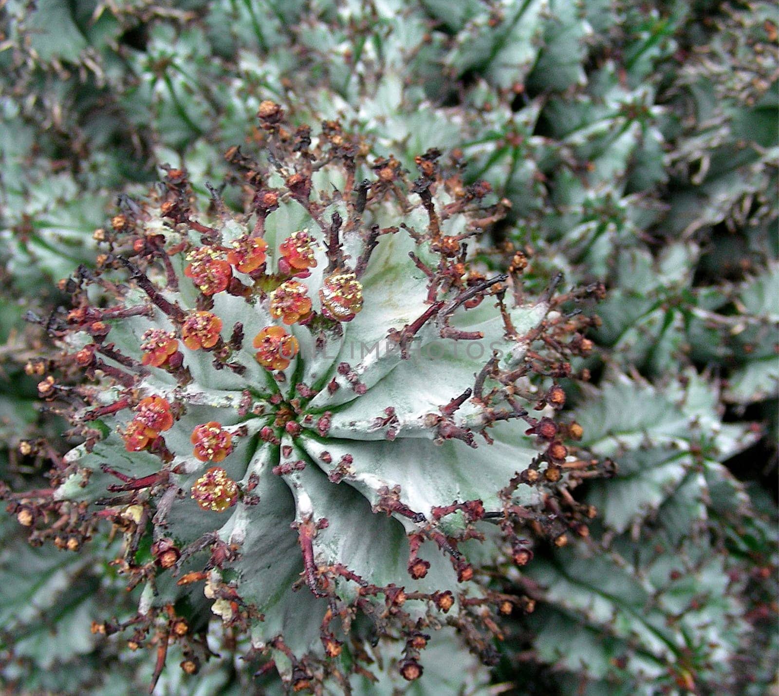 Almost spherical,quite prickly,with cardinal red flowers and hairy fruits