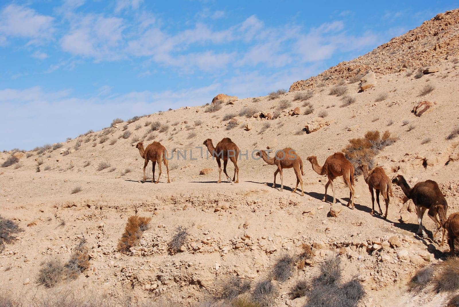 Camels in the desert