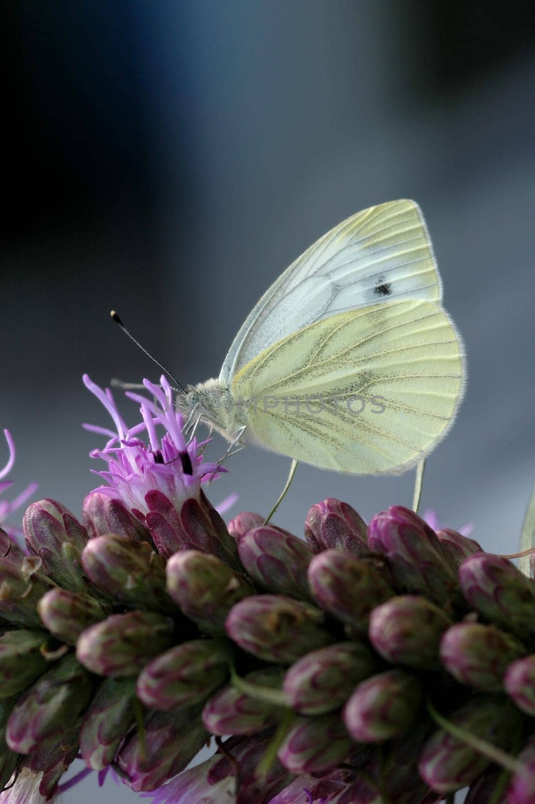 On the flower
