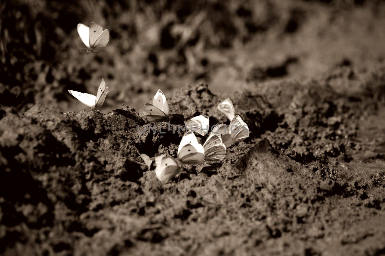 Dance of the Butterflies