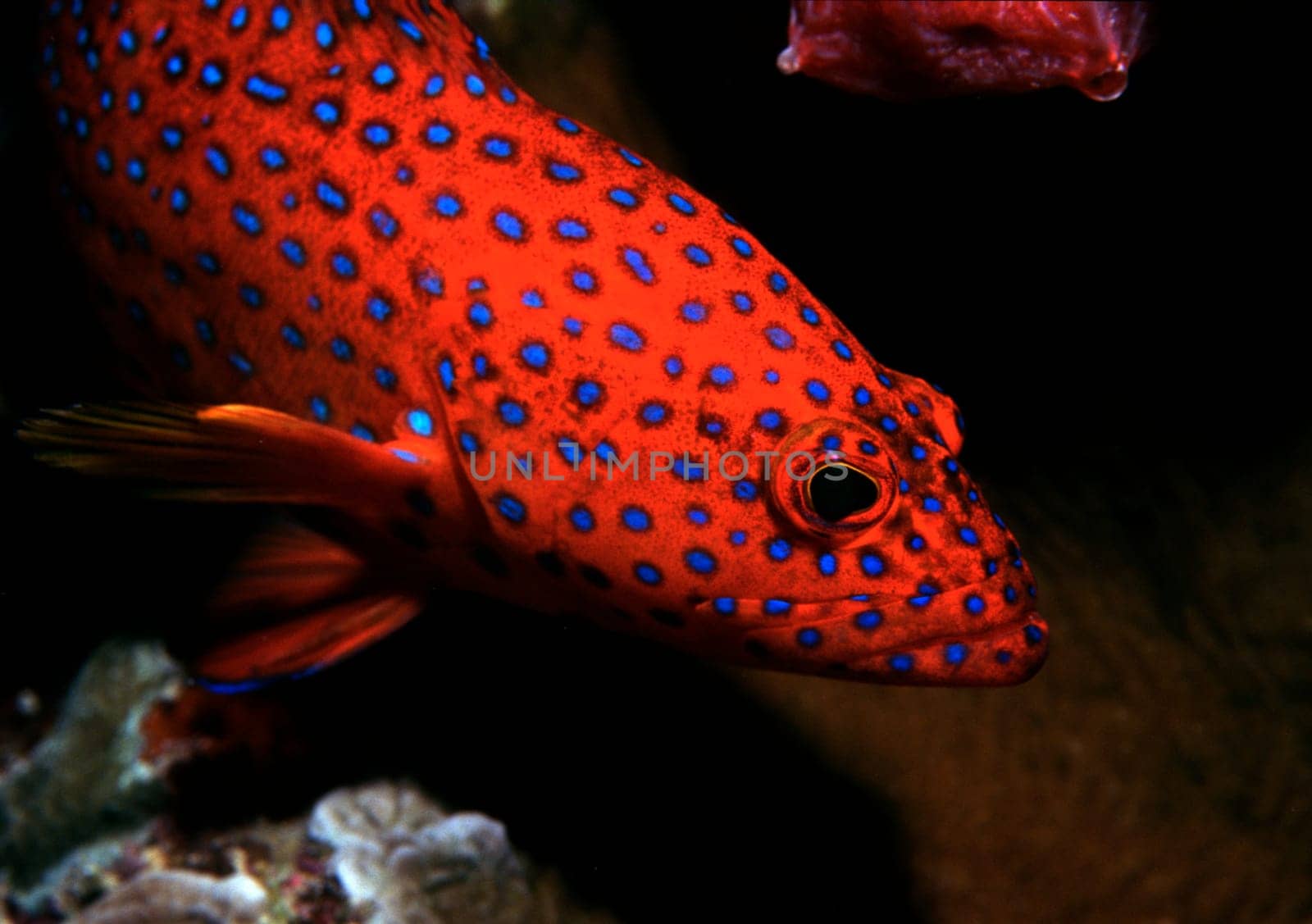 Deep red glowing jewel groupers populate the reefs in the Red Sea near Jeddah,Saudi Arabia.