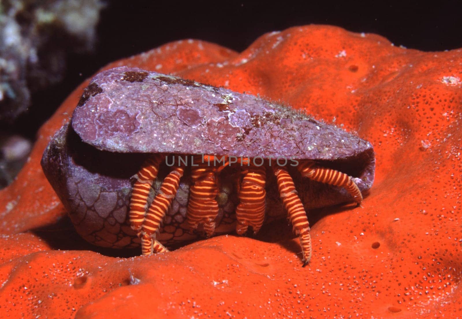 Striped hermit crab on red sponge in the Red Sea near Jeddah,Saudi Arabia.