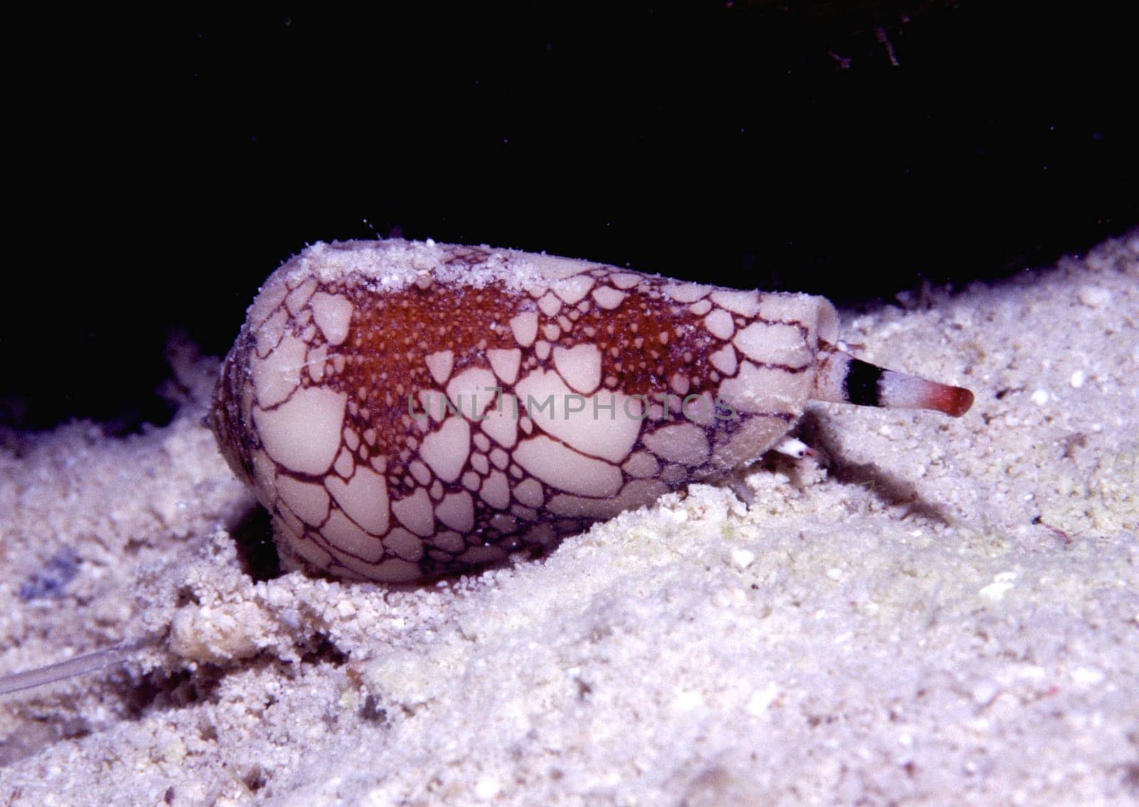 A highly venomous textile cone snail can fire harpoons through the outstretched proboscis,paralyzing the victim Jeddah,Saudi Arabia. Nikon F90,Sigma 105mm Macro,Subal U/W Case,Nikonos SB105 Flash,Fuji Provia 100,1/60",f22"