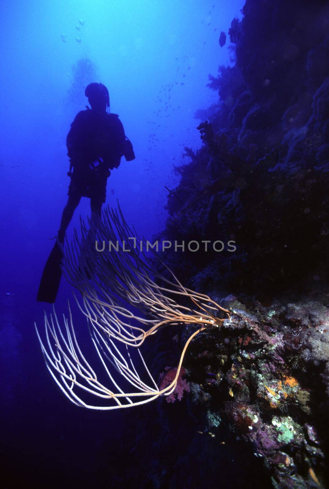 A diver behind a whip coral in the Red Sea near Jeddah,Saudi Arabia. Nikon F90,Nikkor 20mm,Subal U/W case,Nikonos 105 flash,Fuji Provia 100,1/60",f4."