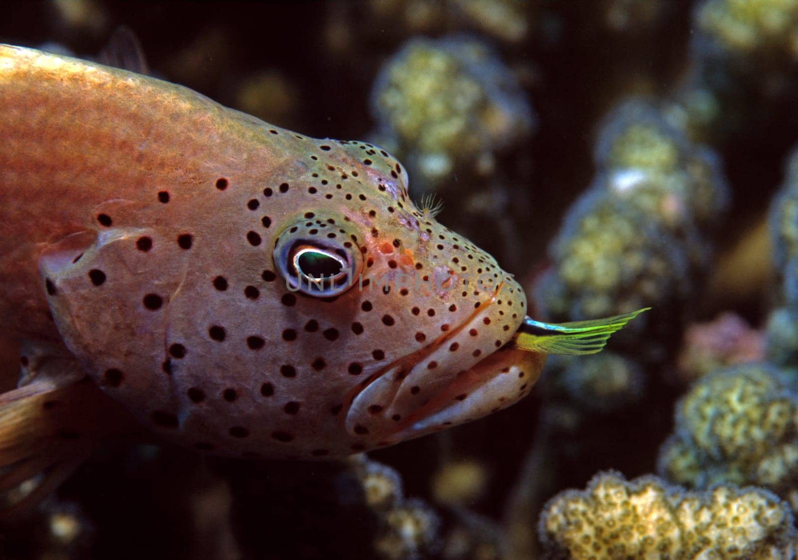 Forster tufted bass (also: coral guardian) with remains of a devoured fish in the Red Sea near Jeddah,Saudi Arabia.