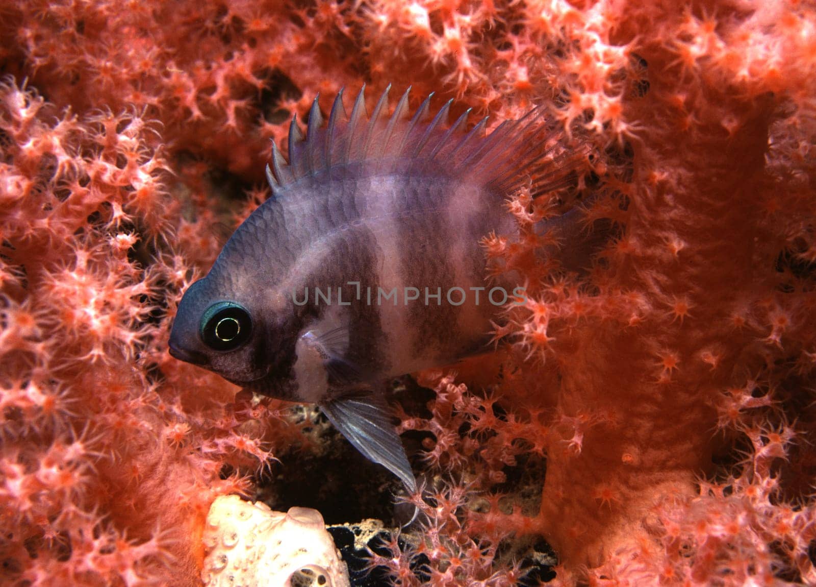 Indo-Pacific sergeant in soft coral in the Red Sea near Jeddah,Saudi Arabia.