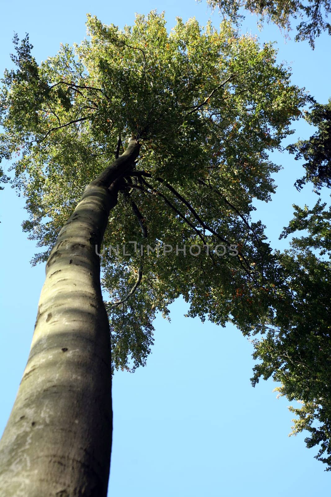Impressive deciduous trees