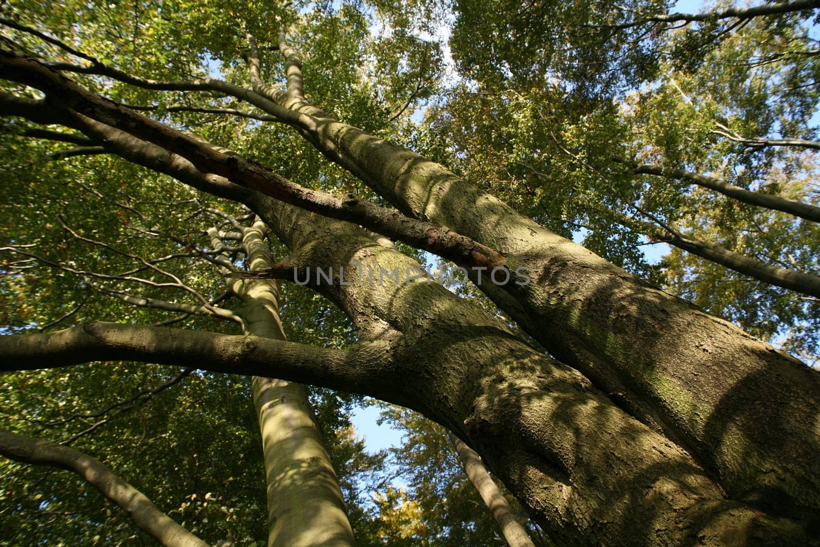 Impressive deciduous trees