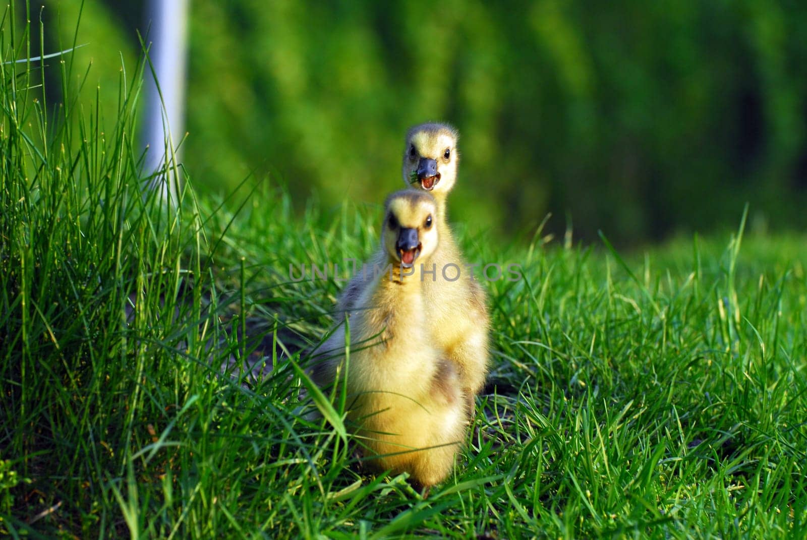 Chick