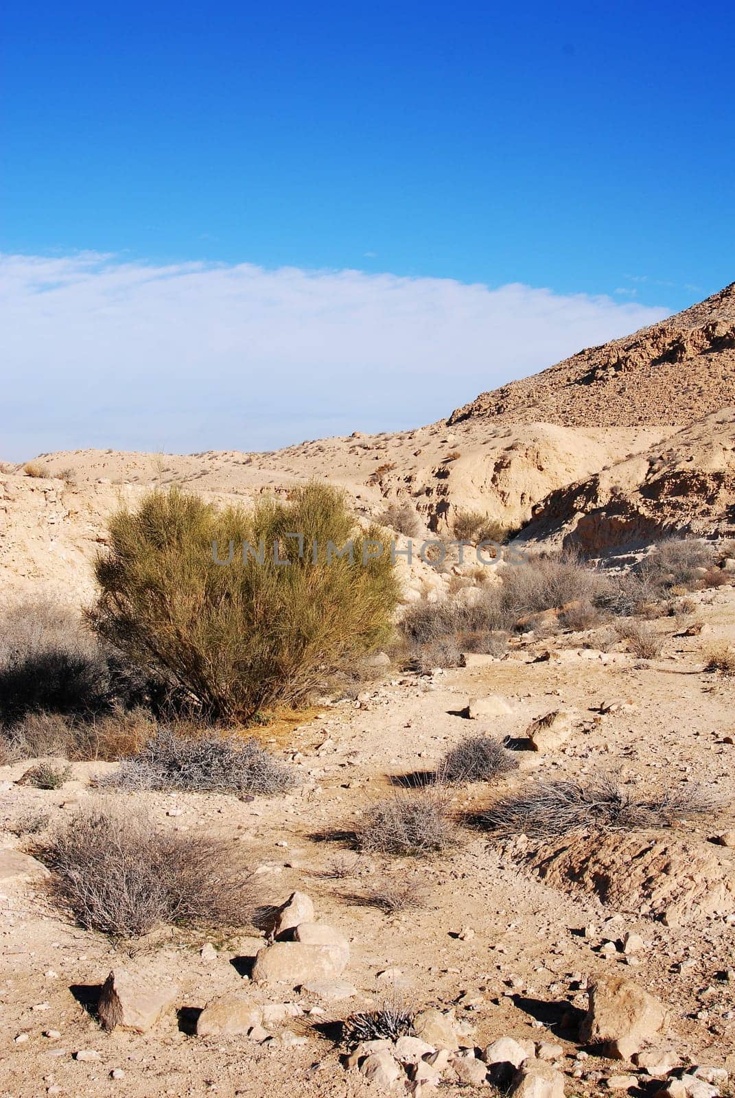 Wadi in the Negev,Israel