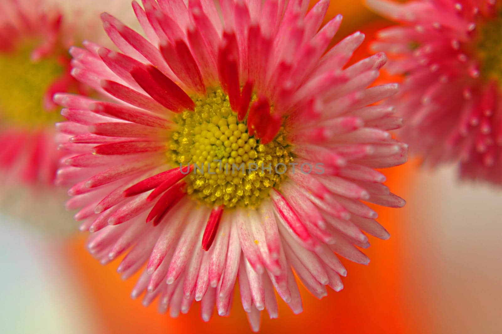 Petals
