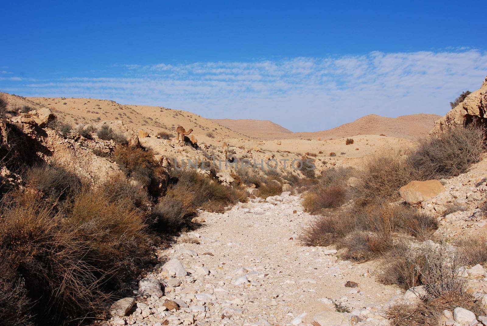 Wadi in the Negev,Israel