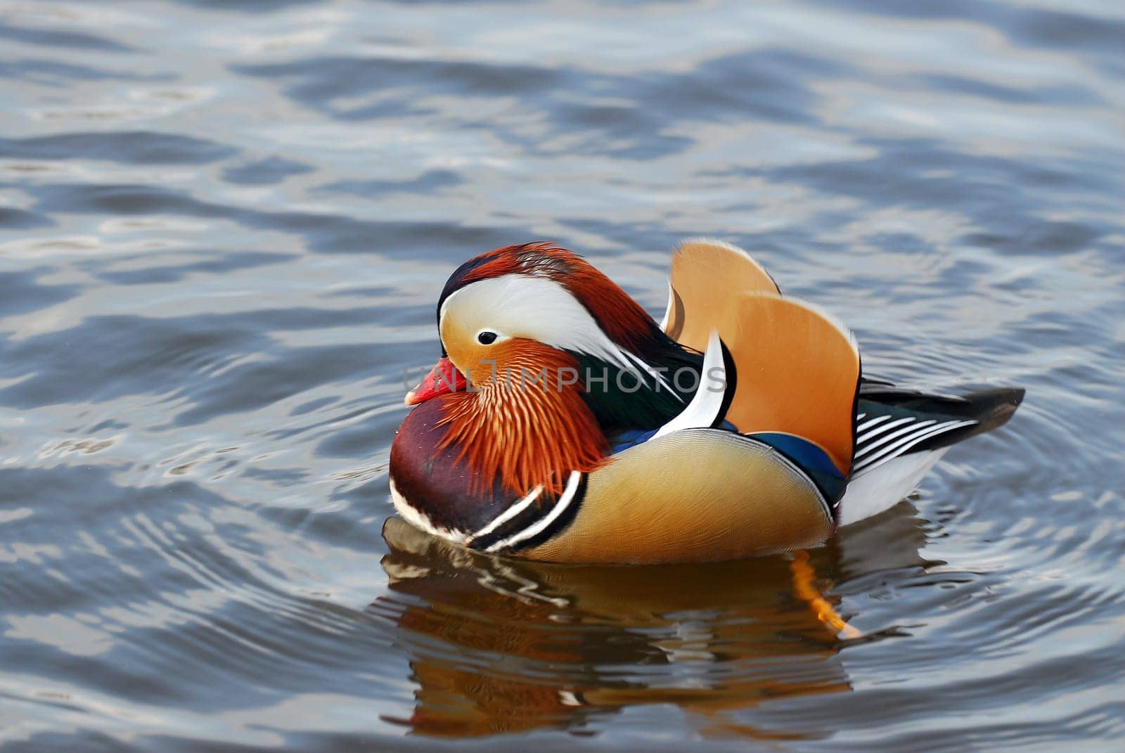Mandarin 2