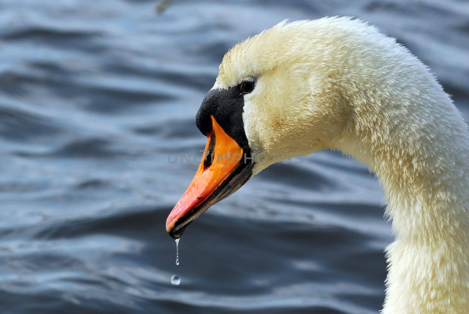 Swan dripping
