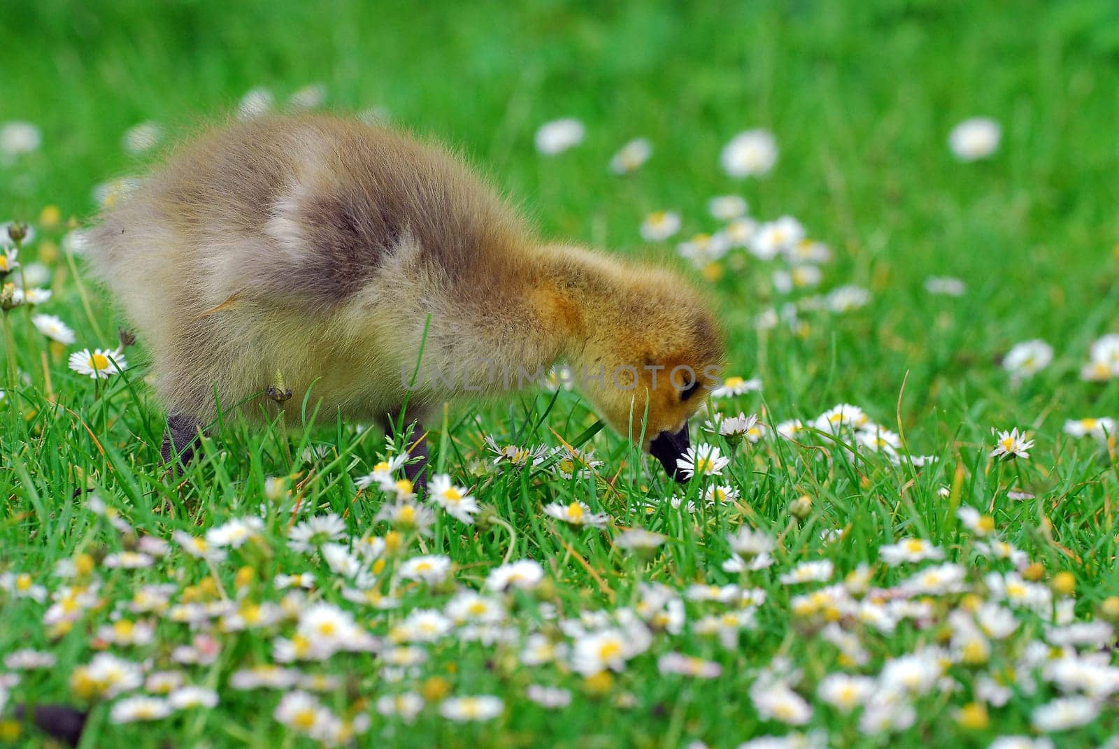 Goslings with daisies