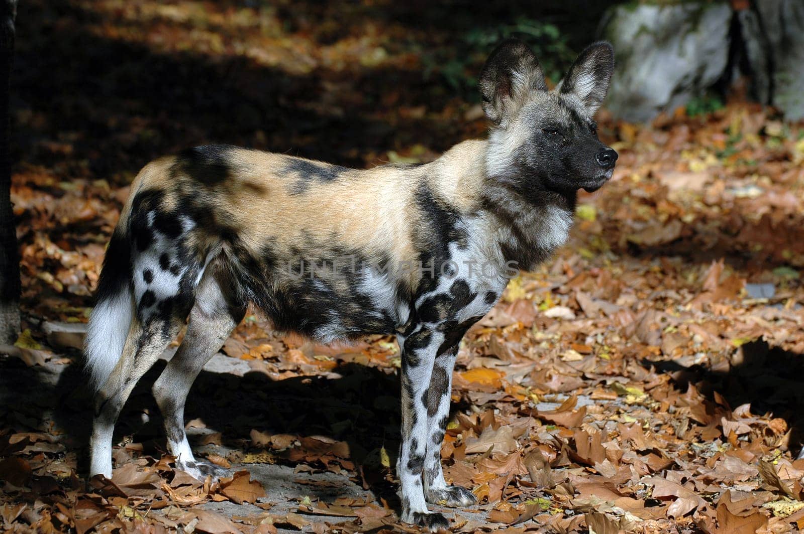 Painted hunting dog