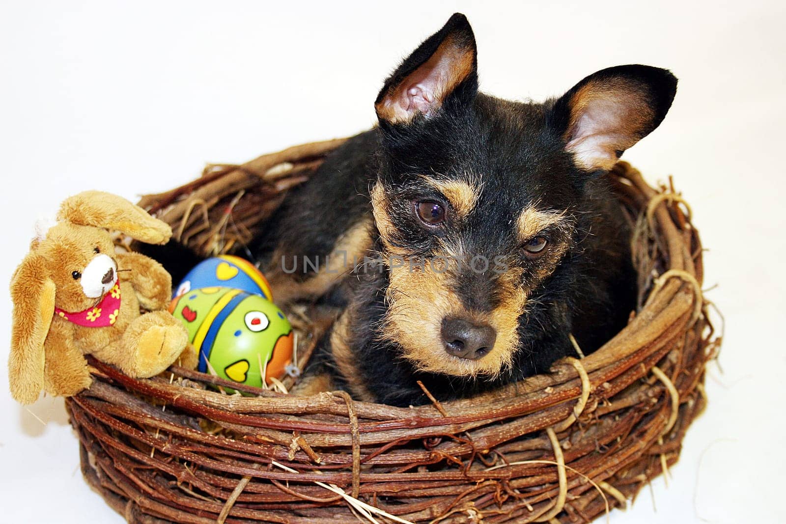 Believe me... I'm the Easter Bunny