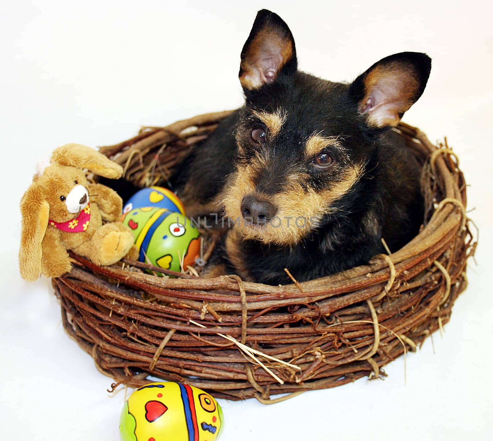 Easter Bunny?