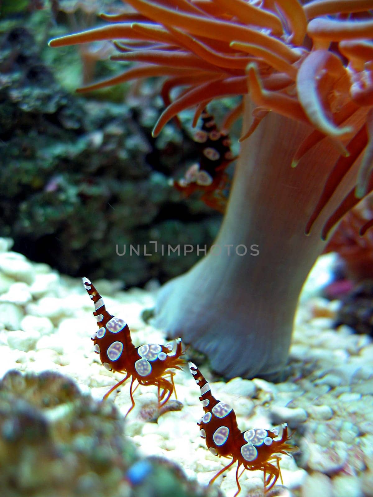 Hollow shrimp