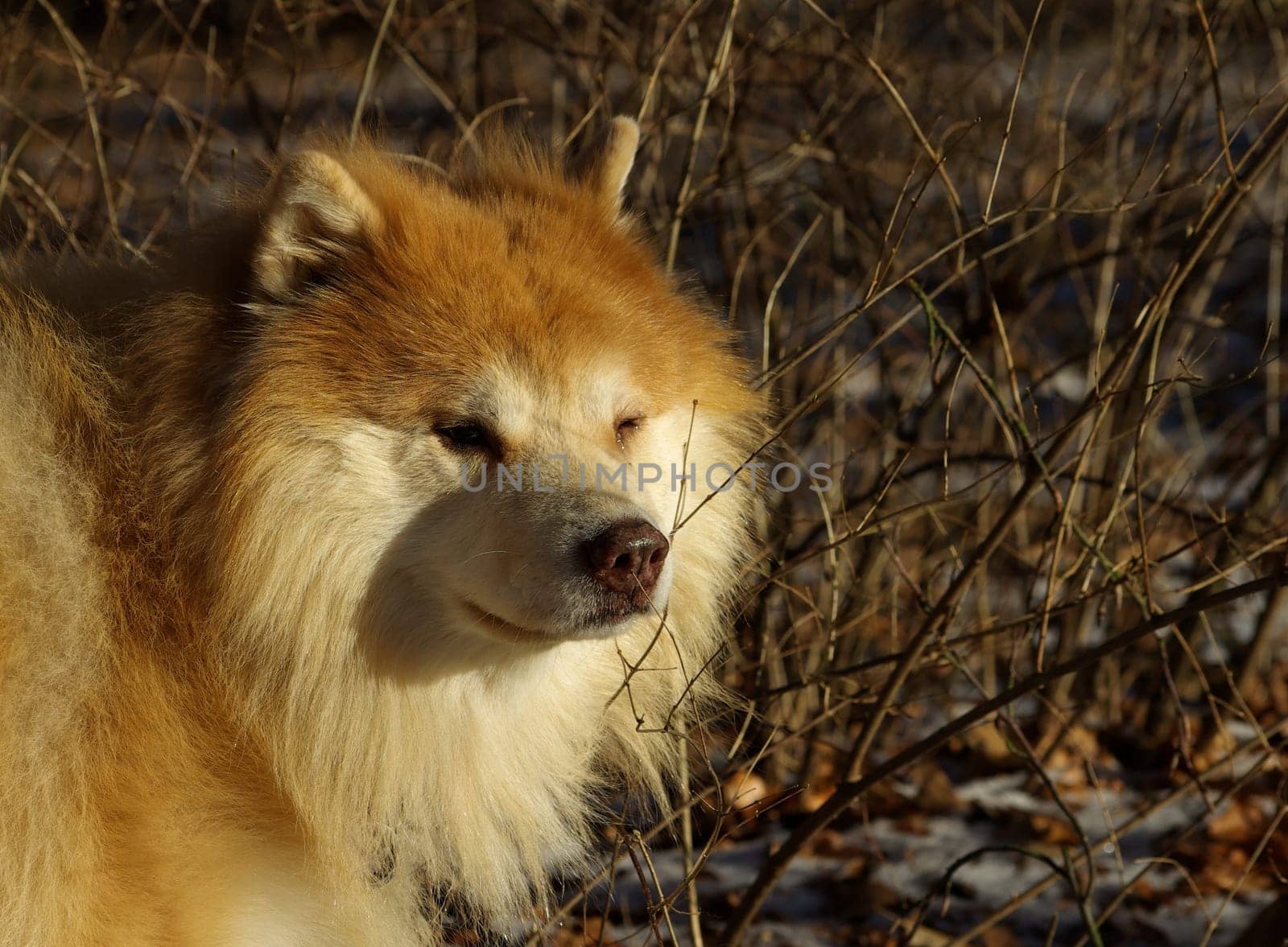 Fur ball