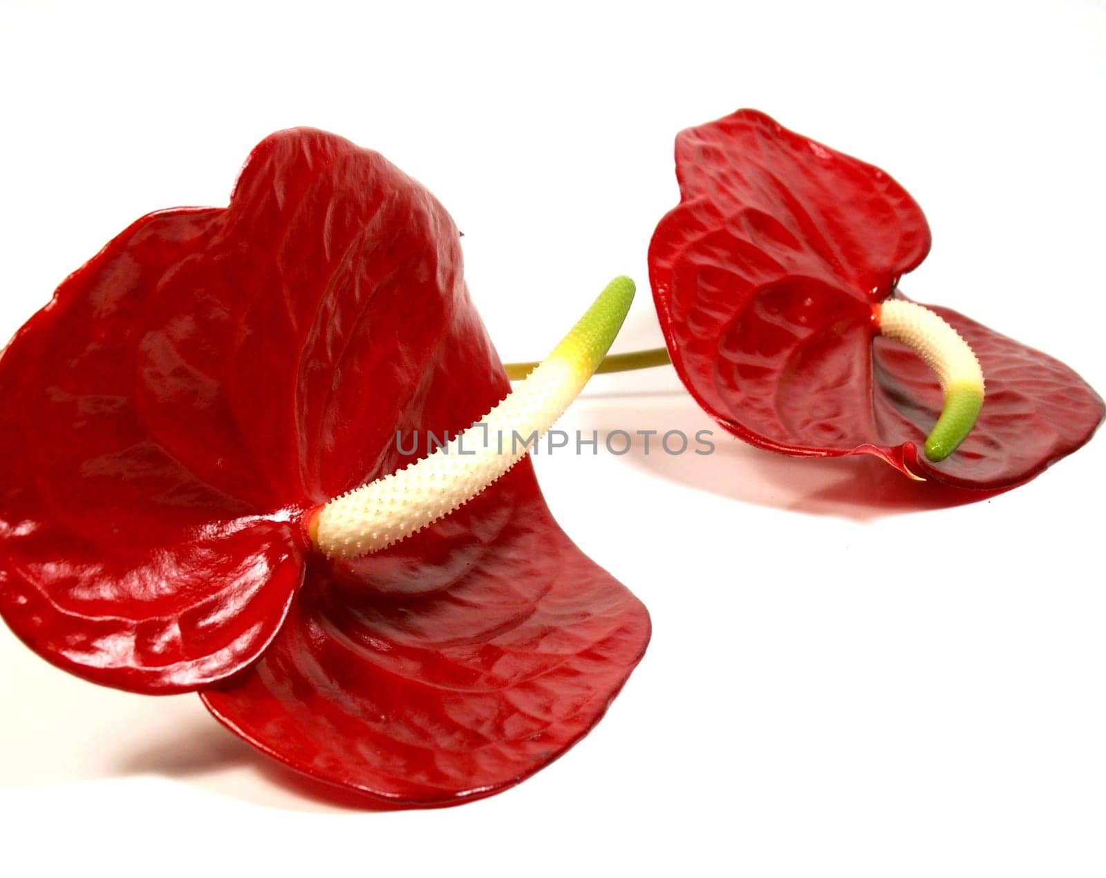 Flamingo flowers