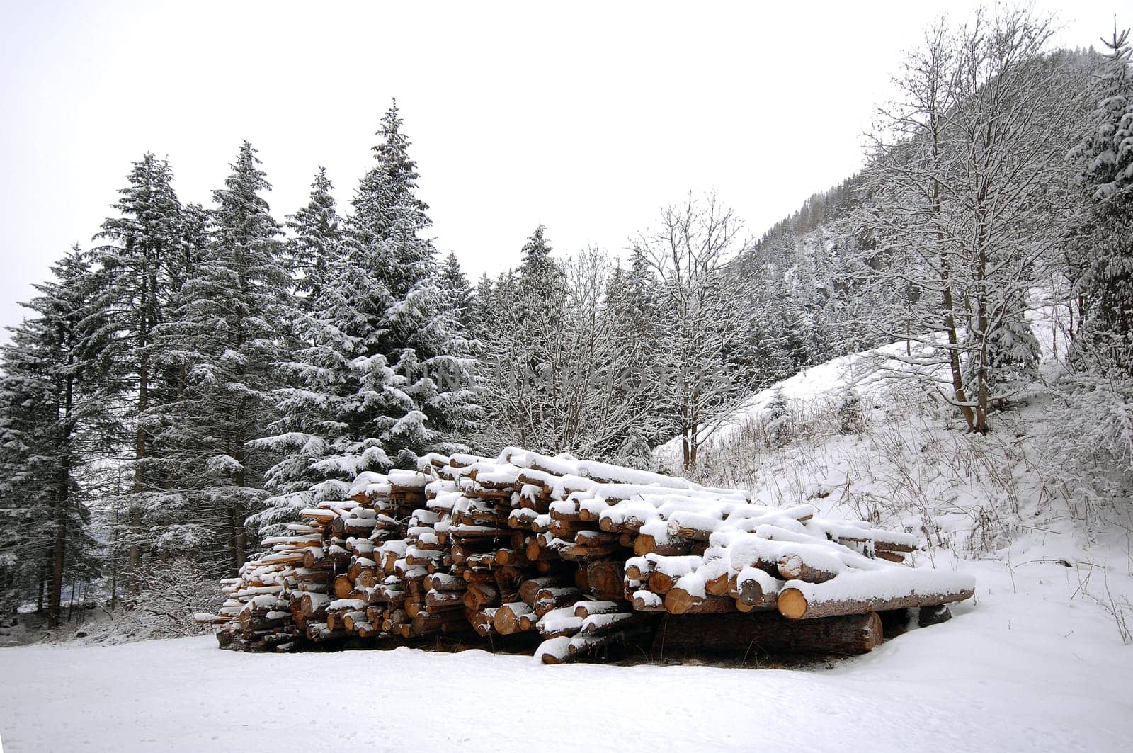 Firewood
